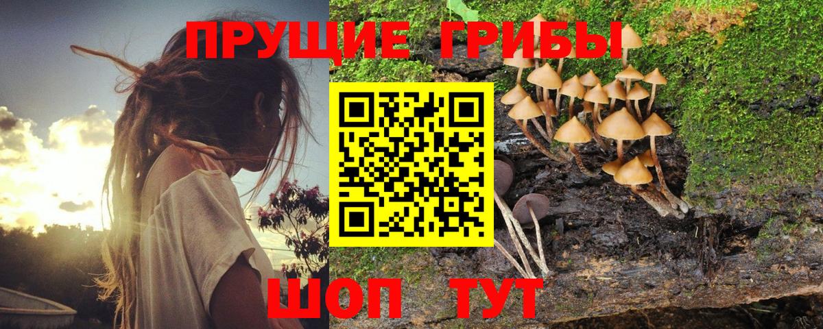 Галлюциногенные грибы Psilocybine cubensis  Галлюциногенные грибы мицелий  Осинники  Вход с VPN 